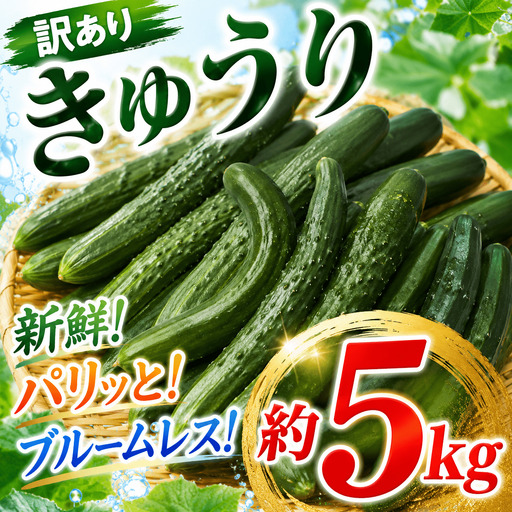 訳あり きゅうり 約5kg きゅうり