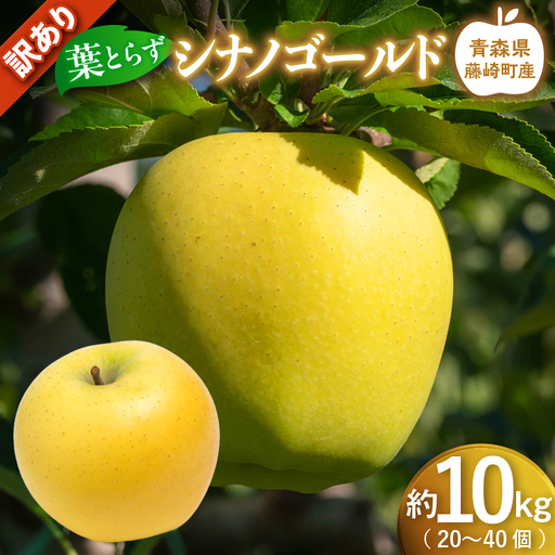 [先行予約] ≪訳あり≫ シナノゴールド 約10kg (20〜40個)[グランドアップル] 青森りんご 林檎 リンゴ 訳アリ わけあり ワケアリ ご家庭用 規格外 葉取らずりんご 発祥の地 果物 フルーツ 青森県産 藤崎町 おすすめ