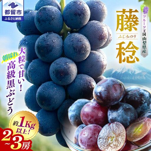 【2027年 先行予約】朝採れ 藤稔 ぶどう ブドウ