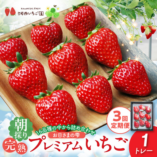 [定期便]お日さまの雫 完熟朝採りプレミアムいちご1トレー 3か月定期便