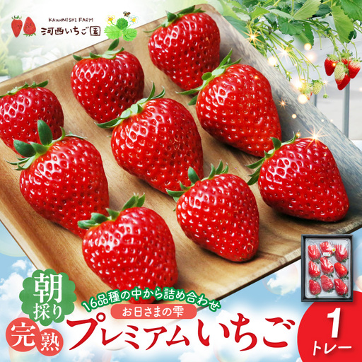 [先行予約]お日さまの雫 完熟朝採りプレミアムいちご1トレー