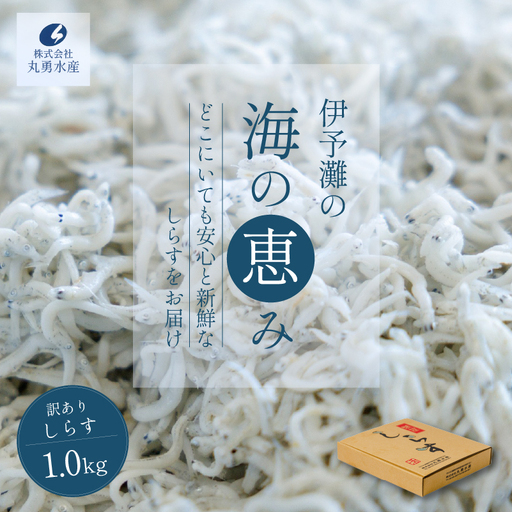 訳あり しらす 1kg 釜揚げしらす しらす干し 愛媛県 松前町 