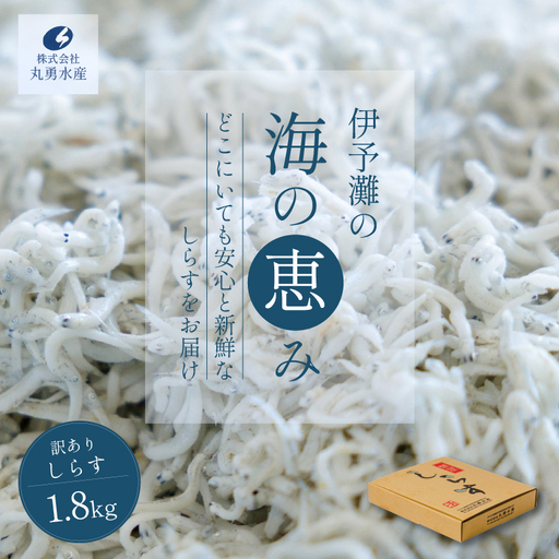 訳あり しらす 1.8kg 釜揚げしらす しらす干し 愛媛県 松前町 【MYS002】