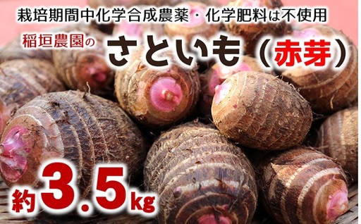 ほっくり美味しい♪化学合成農薬等不使用のサトイモ(赤芽)約3.5kg