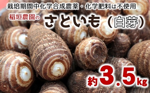 ほっくり美味しい♪化学合成農薬等不使用のサトイモ(白芽)約3.5kg