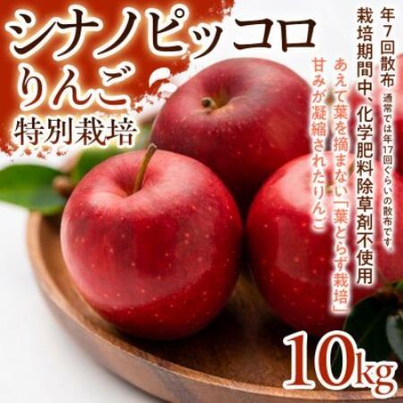 【食べきりやすい小玉サイズ】シナノピッコロ 10kg 1セット【1780235】