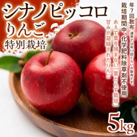 【食べきりやすい小玉サイズ】シナノピッコロ 5kg 1セット【1780236】