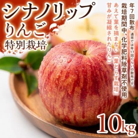 【爽やかな甘酸っぱさ】シナノリップ 10kg 1セット【1780237】