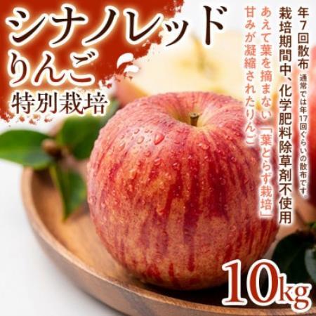【軽やかな甘さと食べやすさ】シナノレッド 10kg 1セット【1780252】