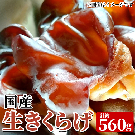 国産生きくらげ(約80g×7P・計約560g) 国産 阿久根市産 きくらげ 木耳 キクラゲ 生きくらげ 食物繊維 ビタミンD [竹ん子山]akn097-17