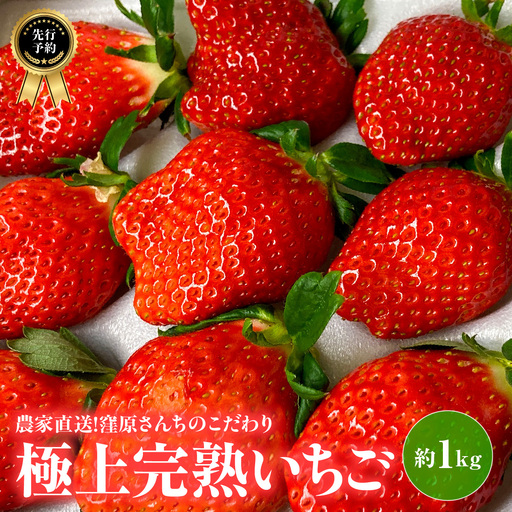 【先行予約・2027年1月～発送】農家直送！窪原さんちのこだわり極上、完熟いちご　（とちおとめ、紅ほっぺ、やよいひめのいずれかを約１㎏） SMDH001