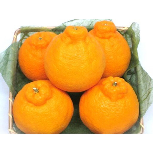 【瀬戸内マルシェが選ぶ】貯蔵デコポン　約2kg　5－12玉（4月中旬以降発送）