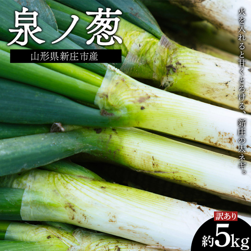 【訳あり】山形県新庄市産 泉ノ葱 約5kg（18～20本程度） ねぎ ネギ F3S-2962