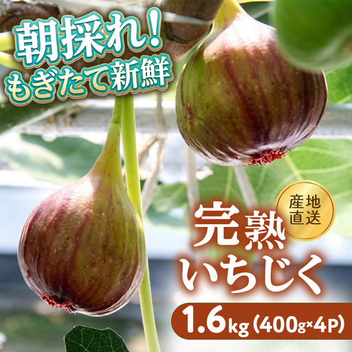 いちじく(400g入り)×4パック ※2026年8月〜発送