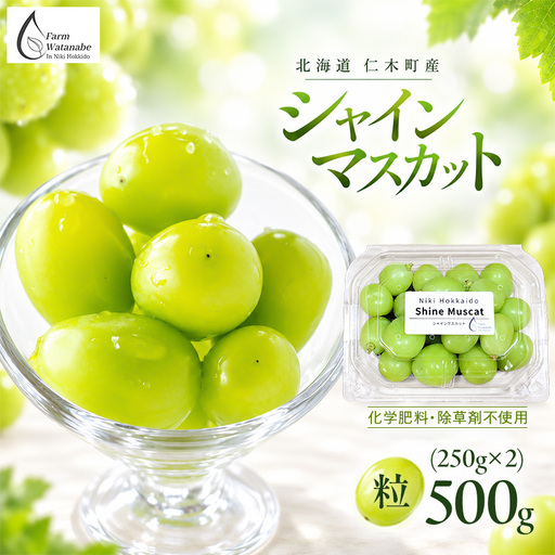 [2026年産]北海道 仁木町産 シャインマスカット 粒 500g (250g×2) 化学肥料・除草剤不使用 ぶどう フルーツ 果物 くだもの [Farm Watanabe]