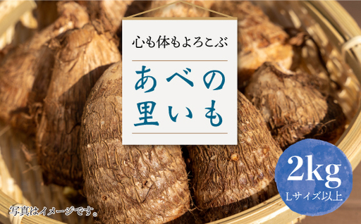 心も体もよろこぶ あべの里いも2kg 