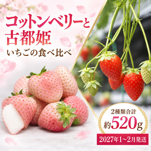 いちご コットンベリー 古都姫の詰め合わせ 2027年1～2月発送分 いちご【inn08】