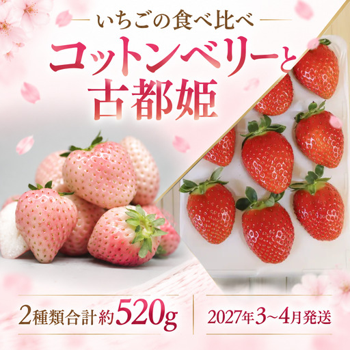 いちご コットンベリー 古都姫の詰め合わせ 2027年3～4月発送分 いちご【inn09】
