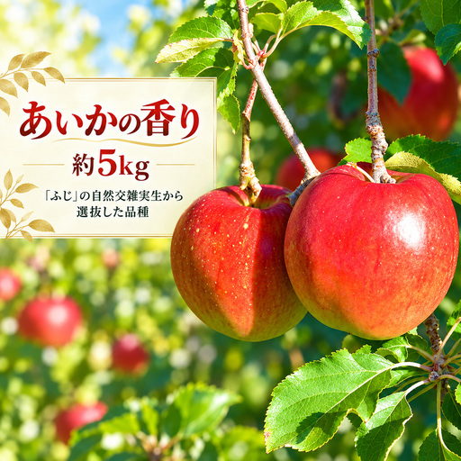 りんご 令和8年11月中旬発送 幻のりんご あいかの香り 約5キロ 信州が生んだ希少なりんごです【018-36】