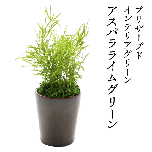 プリザーブドインテリアグリーン アスパラライムグリーン