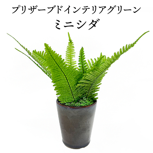 プリザーブドインテリアグリーン　ミニシダ