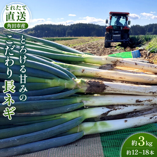 [先行予約]とれたて直送 角田市産!とろける甘みの「こだわり長ネギ」 約3kg (約12本〜18本)[11月上旬以降発送]| 新鮮 産地直送