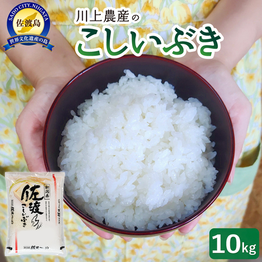 【こしいぶき 10kg】令和7年産 佐渡産こしいぶき 10kg 精米 川上農産 