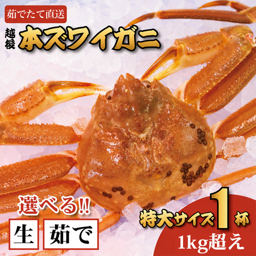 〈期間限定〉越後 本ズワイガニ 特大 1杯 1kg超え 姿 糸魚川産 浜茹で 鮮度が命！茹でたて直送 ギフトにも おススメ!! ずわいがに かに カニ 蟹 魚正 国産 日本海 新潟県