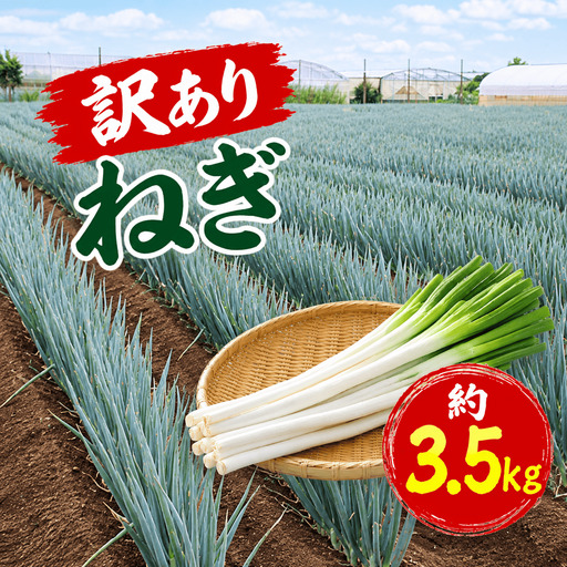 [ 訳あり ねぎ ] 先行予約 3.5kg ネギ 葱