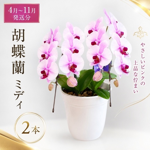 [4月〜11月発送分]胡蝶蘭ミディ 2本立 花 スマイルオーキッド 選べる花色 白色 ピンク 黄色 花 贈り物 お祝い 産地直送 贈答 プレゼント 鮮度抜群 誕生日 記念日 開店祝 母の日 父の日 敬老の日 京都府 京田辺市
