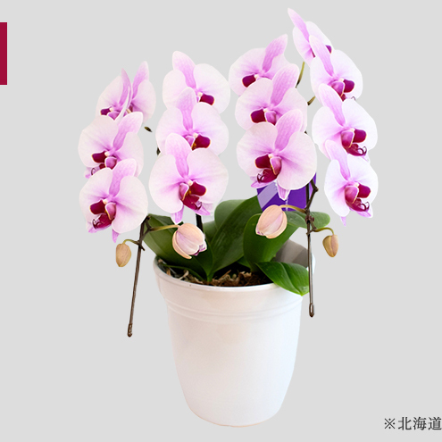 [12月〜3月発送分]胡蝶蘭ミディ 2本立[北海道・東北地方配送不可]花 プレゼント スマイルオーキッド 選べる花色 白色 ピンク 黄色 花 贈り物 お祝い 産地直送 贈答 誕生日 記念日 開店祝 京都府 京田辺市