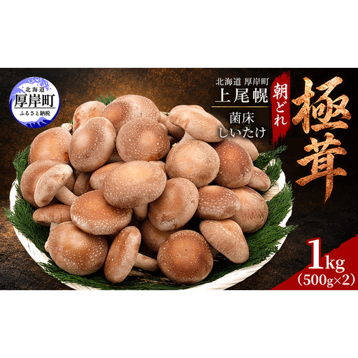 椎茸 北海道 厚岸町 上尾幌 朝どれ 菌床 しいたけ 「極茸」1kg(500g×2) [上尾幌きのこ生産協同組合][ きのこ キノコ 新鮮 肉厚 贈答用 国産 品評会で金賞受賞 ]