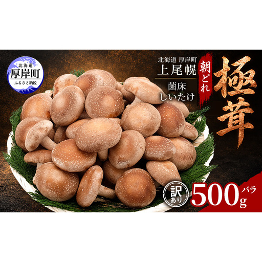 訳あり 椎茸 北海道 厚岸町 上尾幌 朝どれ 菌床 しいたけ 「極茸」 バラ 500g [上尾幌きのこ生産協同組合][ きのこ キノコ 新鮮 肉厚 国産 品評会で金賞受賞 ]