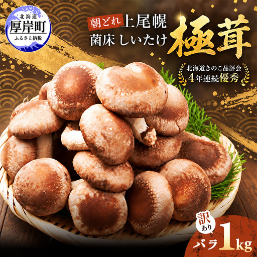 訳あり 椎茸 北海道 厚岸町 上尾幌 朝どれ 菌床 しいたけ 「極茸」 バラ 1kg 【上尾幌きのこ生産協同組合】[ きのこ キノコ 新鮮 肉厚 国産  品評会で金賞受賞 ]