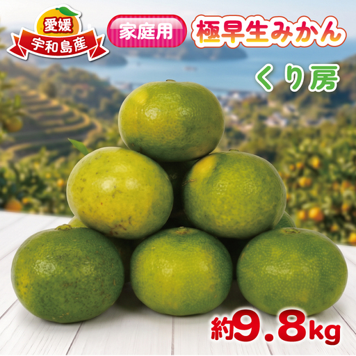 家庭用 極早生みかん 約 9.8kg くり房 極早生