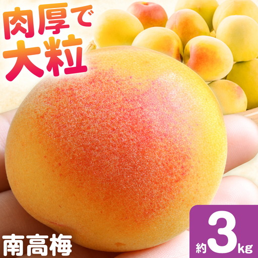 南高梅 約3kg マルツネ農園