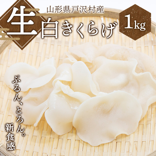 ≪2027年先行予約≫山形県 戸沢村産 生白きくらげ 1kg 2027年7月上旬から順次発送 国産 木耳 キクラゲ 茸 きのこ 中華 料理 食品 自宅 家庭 F7W-0519