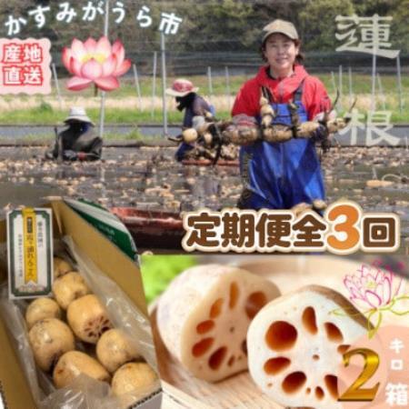 [毎月定期便]肉厚でシャキシャキの食感と甘みが特徴 掘りたて れんこん 2Kg(2〜4本)全3回[配送不可地域:離島]