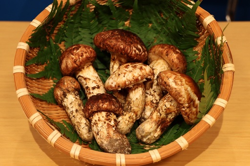 [数量限定!!(5箱限定)]香り・味とも抜群!採れたて天然松茸をお届け 信州南相木産「天然まつたけ」