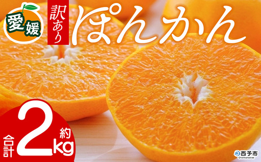 先行予約＜訳あり 愛媛県産 ポンカン 合計約2kg＞ 『2027年1月以降順次出荷予定』ぽんかん フレッシュ ご家庭用 ご自宅 蜜柑 愛媛県産 果肉 お試し 果物 柑橘 フルーツ オレンジ 国産 産地直送 ミヤモトオレンジガーデン 愛媛県 西予市【常温】ONM0022