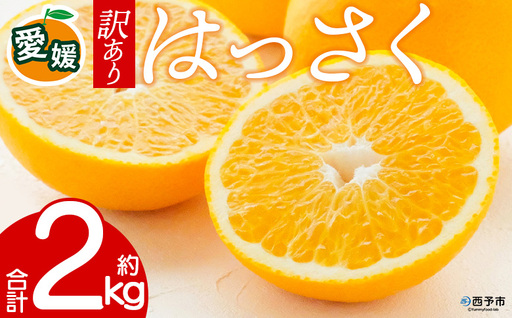 先行予約＜訳あり 愛媛県産 八朔 合計約2kg＞ 『2027年2月中旬以降順次出荷予定』はっさく ぷりぷり食感 爽やか 酸味 ご家庭用 ご自宅 蜜柑 果肉 果物 柑橘 フルーツ オレンジ 国産 濃厚 産地直送 ミヤモトオレンジガーデン 愛媛県 西予市【常温】ONM0027
