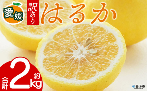 先行予約＜訳あり 愛媛県産 はるか 合計約2kg＞ 『2027年2月以降順次出荷予定』上品 甘さ さっぱり 爽やか 酸味 ご家庭用 ご自宅 蜜柑 果肉 果物 柑橘 フルーツ オレンジ 国産 濃厚 果汁 産地直送 ミヤモトオレンジガーデン 愛媛県 西予市【常温】ONM0028