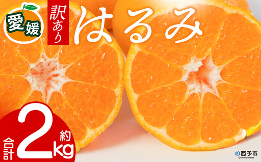 先行予約＜訳あり 愛媛県産 はるみ 合計約2kg＞ 『2027年2月以降順次出荷予定』 溢れる果汁 フレッシュ ご家庭用 ご自宅 大粒 果肉 お試し わけあり 果物 柑橘 フルーツ オレンジ 国産 濃厚 産地直送 ミヤモトオレンジガーデン 愛媛県 西予市【常温】ONM0029