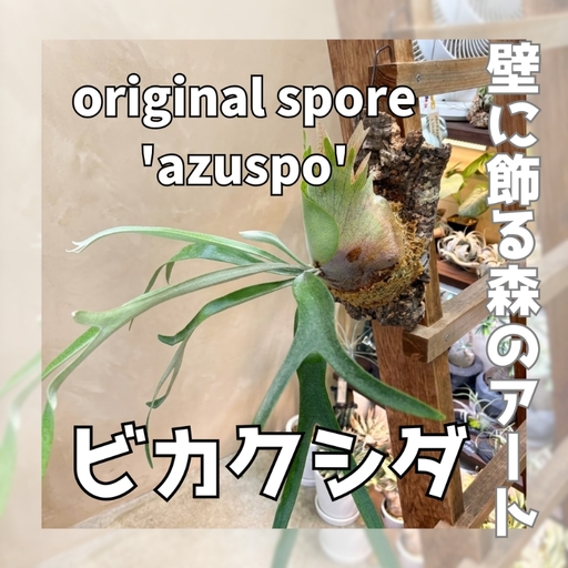 ビカクシダ(コウモリラン) オリジナル スポア株 'azuspo' コルク仕立て