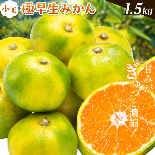 小玉 極早生みかん 1.5kg