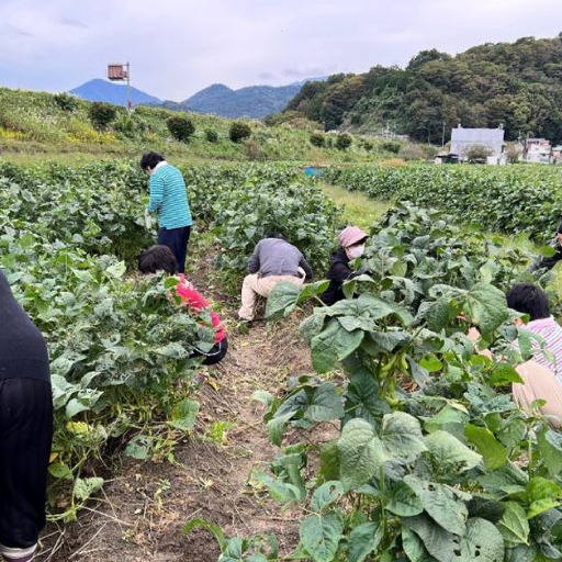 あけぼの大豆 枝豆 摘み取り体験チケット チケット 体験 経験 券 イベント 豆 野菜 希少 GI産品 糖度 旅行 旅 国内旅行 トラベル [ 2026年10月10日〜12日 ・ 17日 ・ 18日限定 ]
