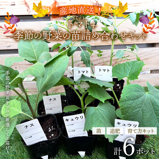 産地直送!(ミニ)トマト+季節の野菜の苗詰め合わせセット(6ポット) ミニトマト 野菜 苗 セット 栽培 ガーデニング