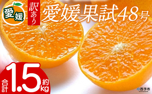 先行予約＜訳あり 愛媛県産 愛媛果試48号 合計約1.5kg＞ 『2027年3月以降順次出荷予定』紅プリンセス ご家庭用 ご自宅用 高級柑橘 希少 お試し 果物 柑橘 フルーツ 高級 国産 濃厚 果汁 産地直送 特産品 ミヤモトオレンジガーデン 愛媛県 西予市【常温】ONM0037