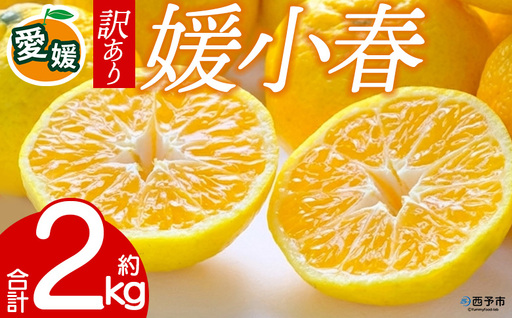 先行予約＜訳あり 愛媛県産 媛小春 合計約2kg＞ 『2027年1月以降順次出荷予定』ひめこはる 幻の柑橘 ご家庭用 ご自宅 蜜柑 愛媛県産 果肉 お試し 果物 柑橘 フルーツ オレンジ 国産 濃厚 産地直送 ミヤモトオレンジガーデン 愛媛県 西予市【常温】ONM0041