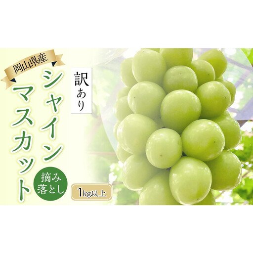 ぶどう 2026年 岡山県産 訳あり シャインマスカット 1kg以上 摘み落とし[9月以降発送]